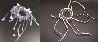 Plancton / Plastique