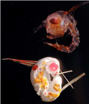 Plancton / Plastique