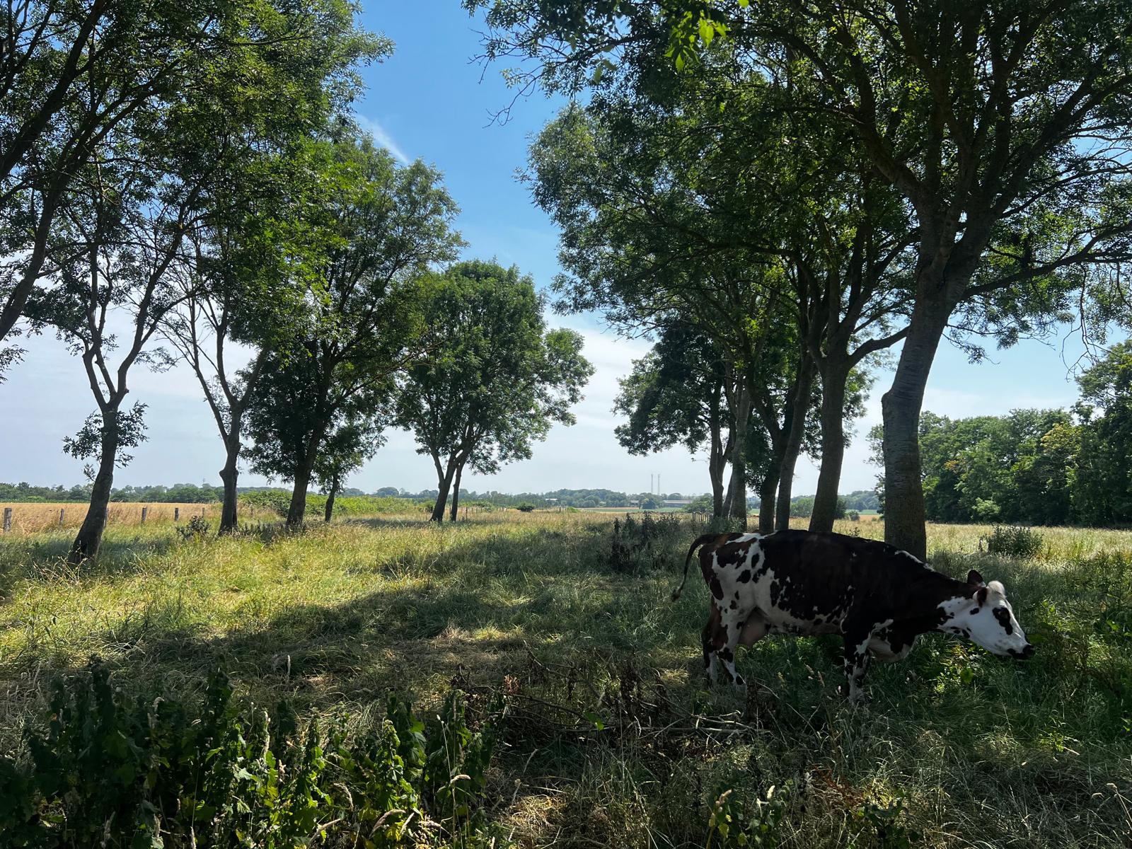 Les vaches de Normandie